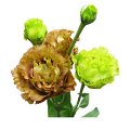 Eustoma Amber W Marron